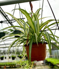 Variegated Spider